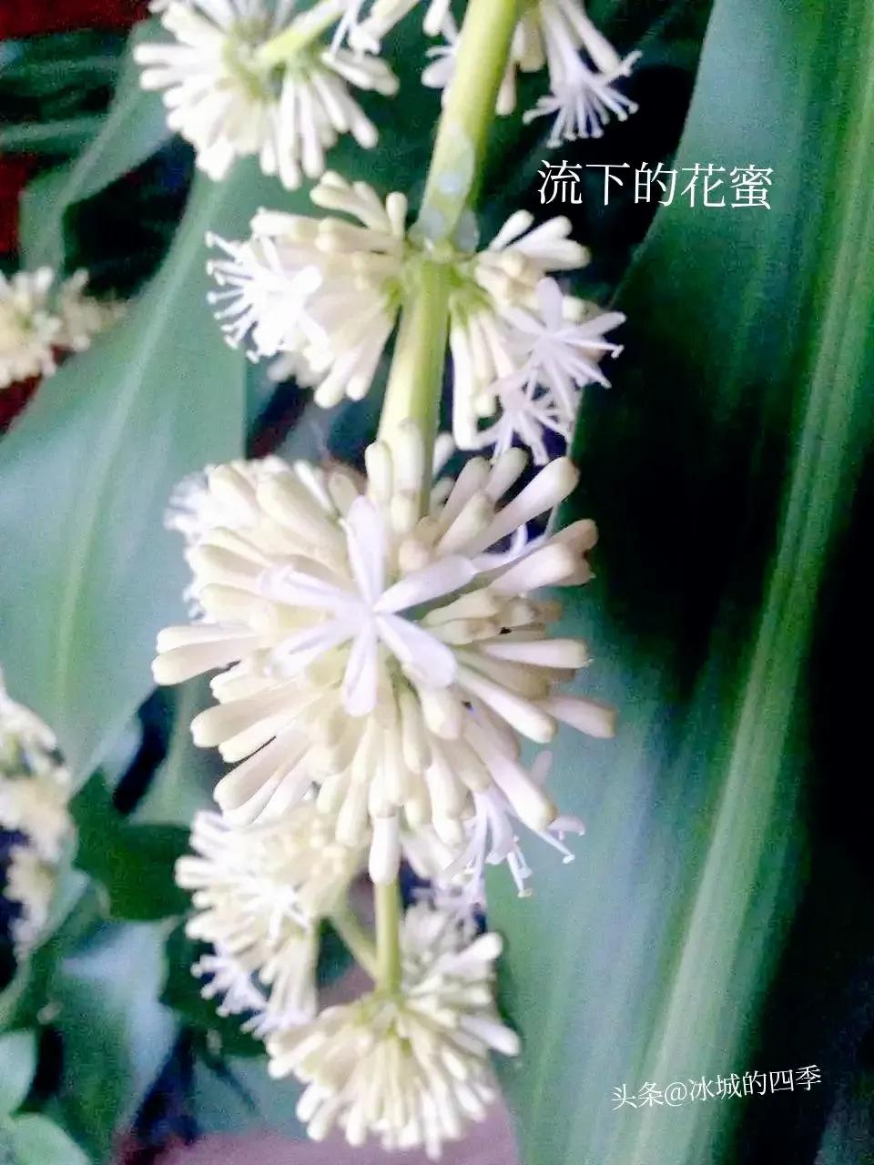 2010世界杯巴西木怎么(加入头条第30天，分享我养的巴西铁树开花的故事)