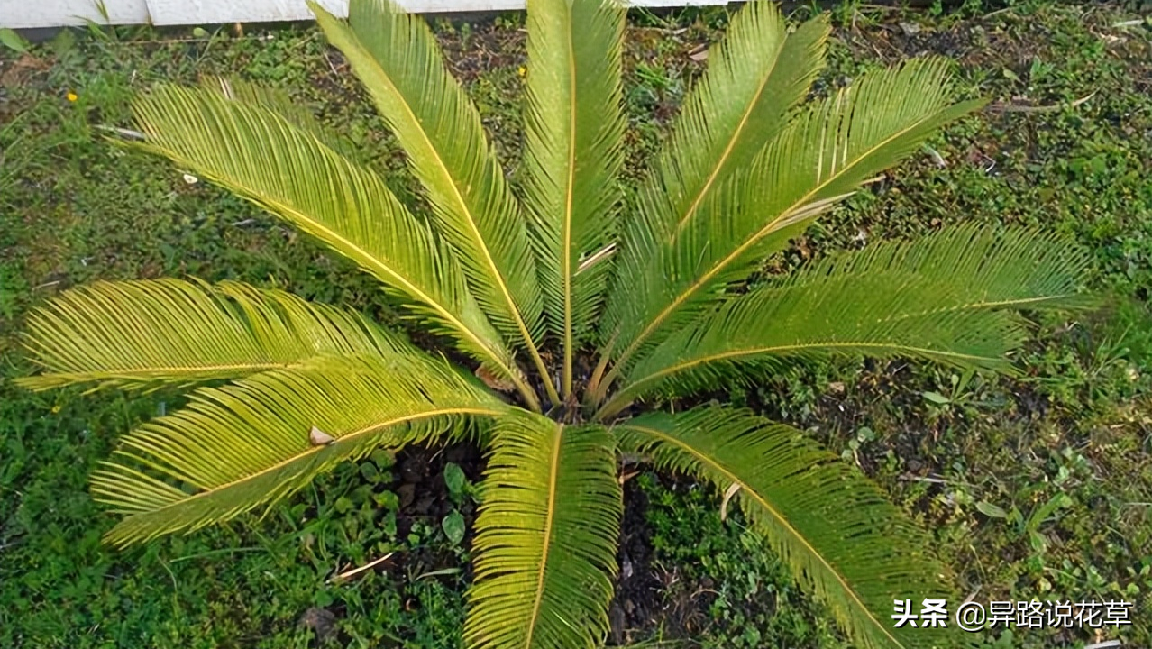 八种常见花的花语激励人心，蕴含人生哲理