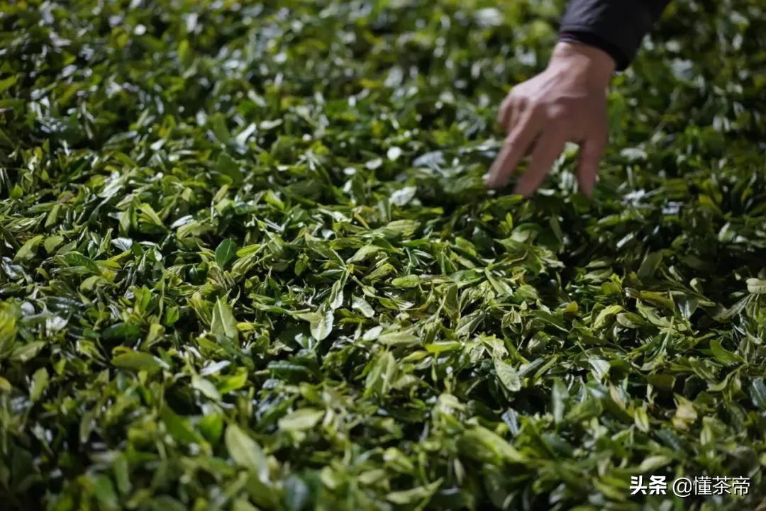 银骏眉的性价比（红茶天花板正山小种和金骏眉）
