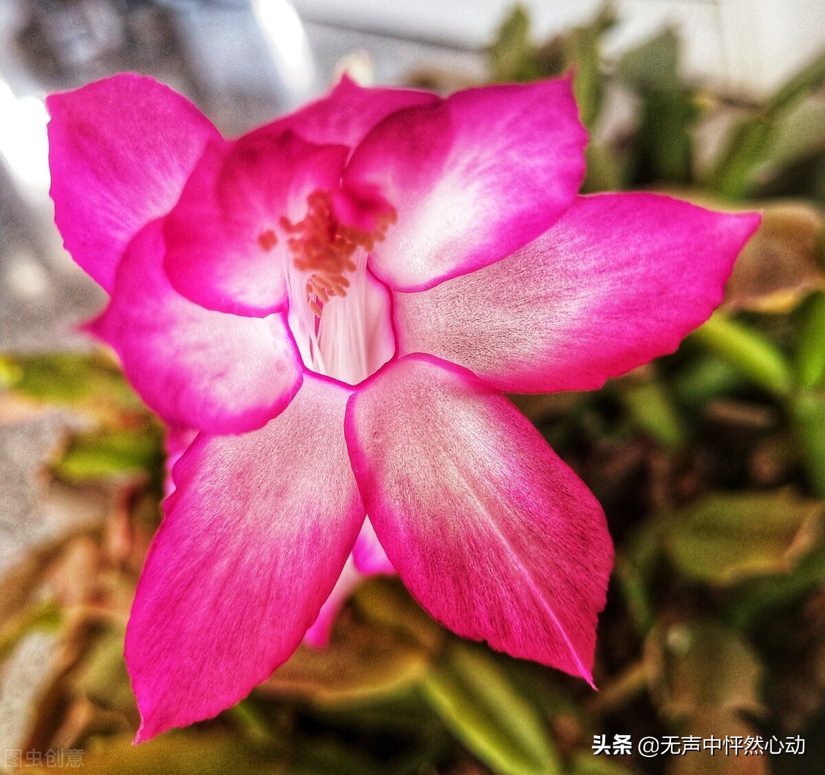 养眼的蟹爪莲花，好运连连