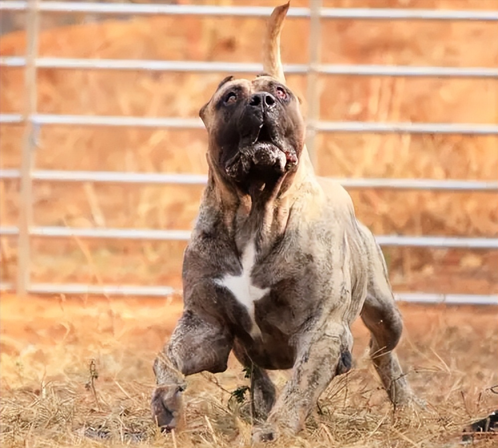 加纳利犬是来自西班牙加纳利群岛的狗狗,是一只很强的格斗犬和护卫犬