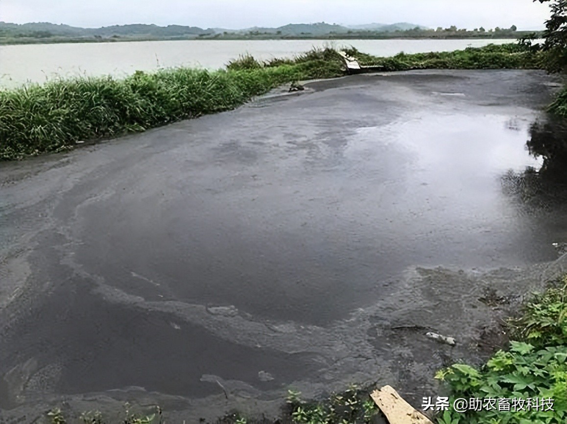 养殖场废水两种低成本快速处理技术，短时间解决环保问题