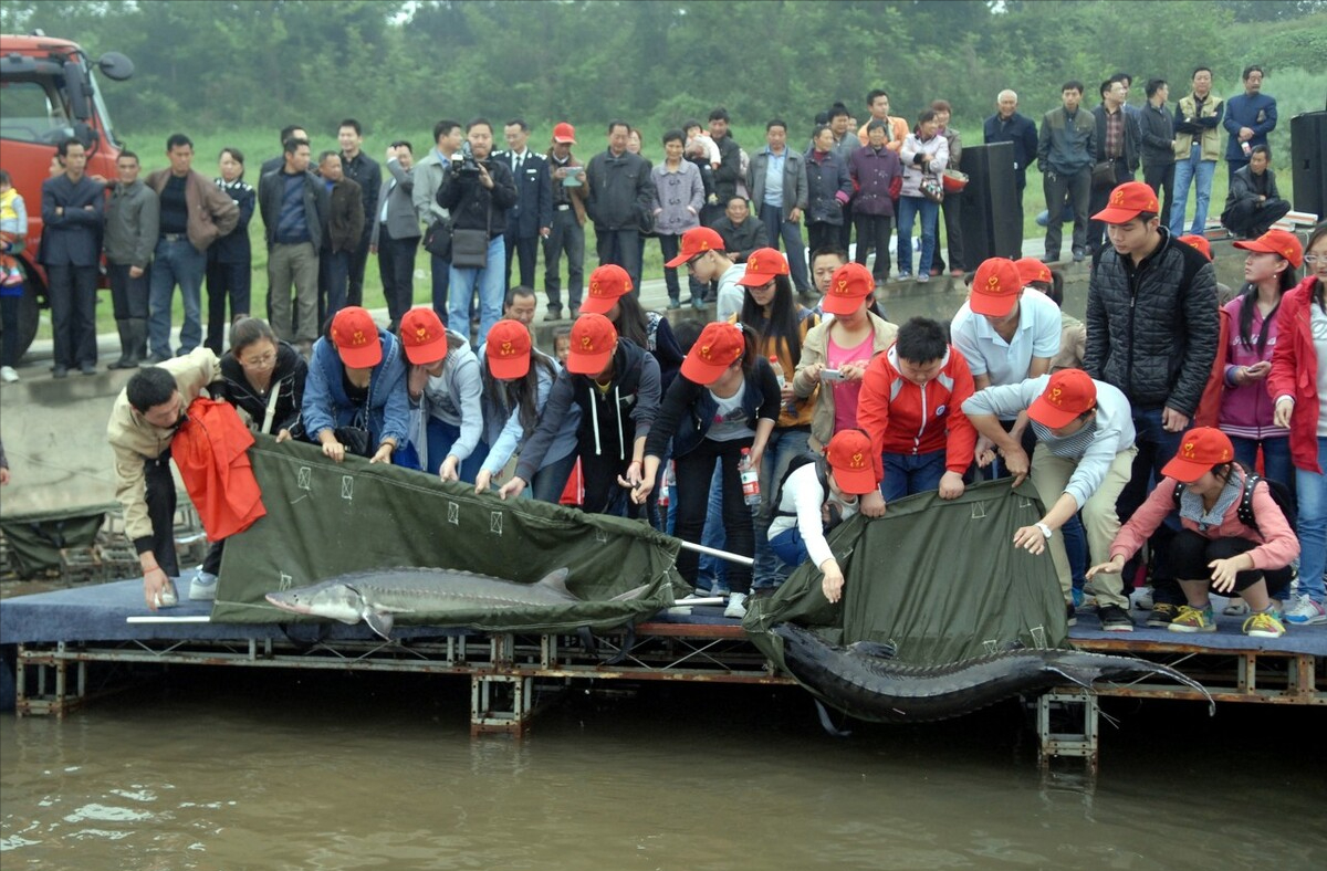 三峡水库的“功臣”：蓄水放鱼20年，“保水鲢鳙”保住了什么？