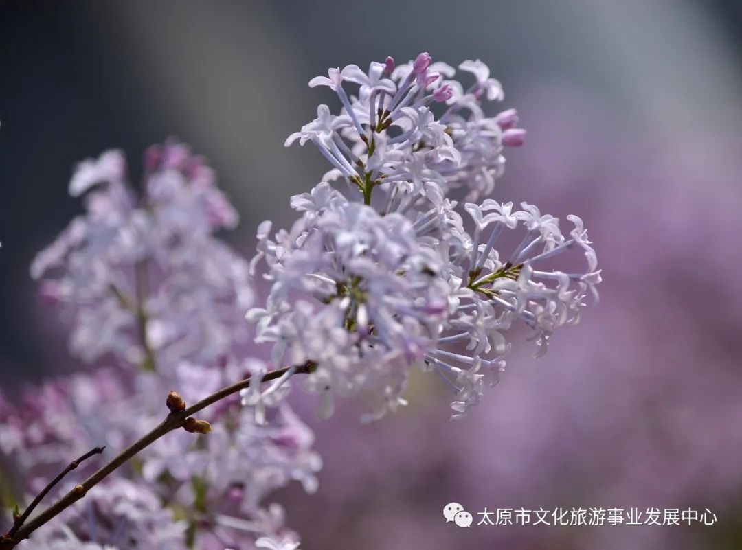 线上展览|“山河春意 锦绣太原——花的世界”主题摄影线上图片展（八）