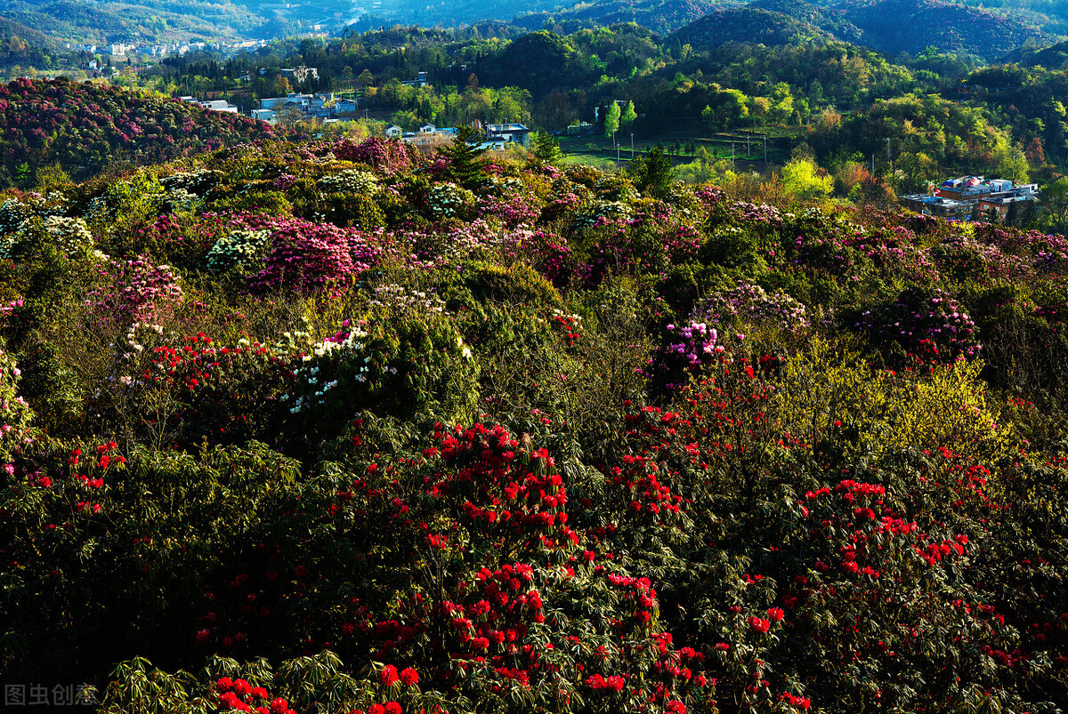 贵州大方百里杜鹃简介（最大的百里杜鹃的景区介绍）