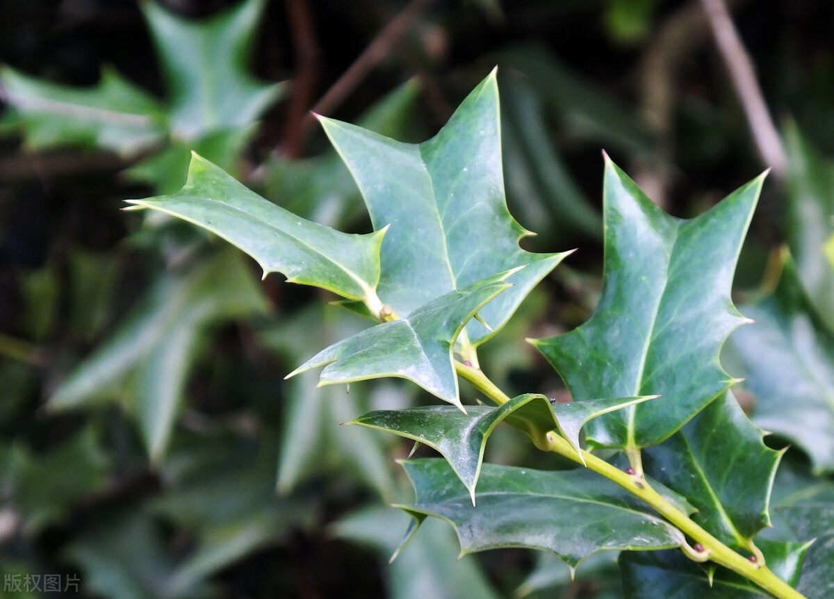 农村浑身长刺的植物你可能见过,但它的价值你知道吗?来了解一下
