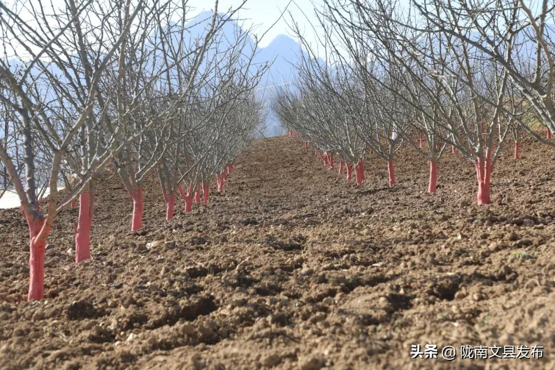 “红袜子”“白裙子”“银盘子”——文县丹堡镇“花核”套种万亩经济林综合示范带冬季管护侧记