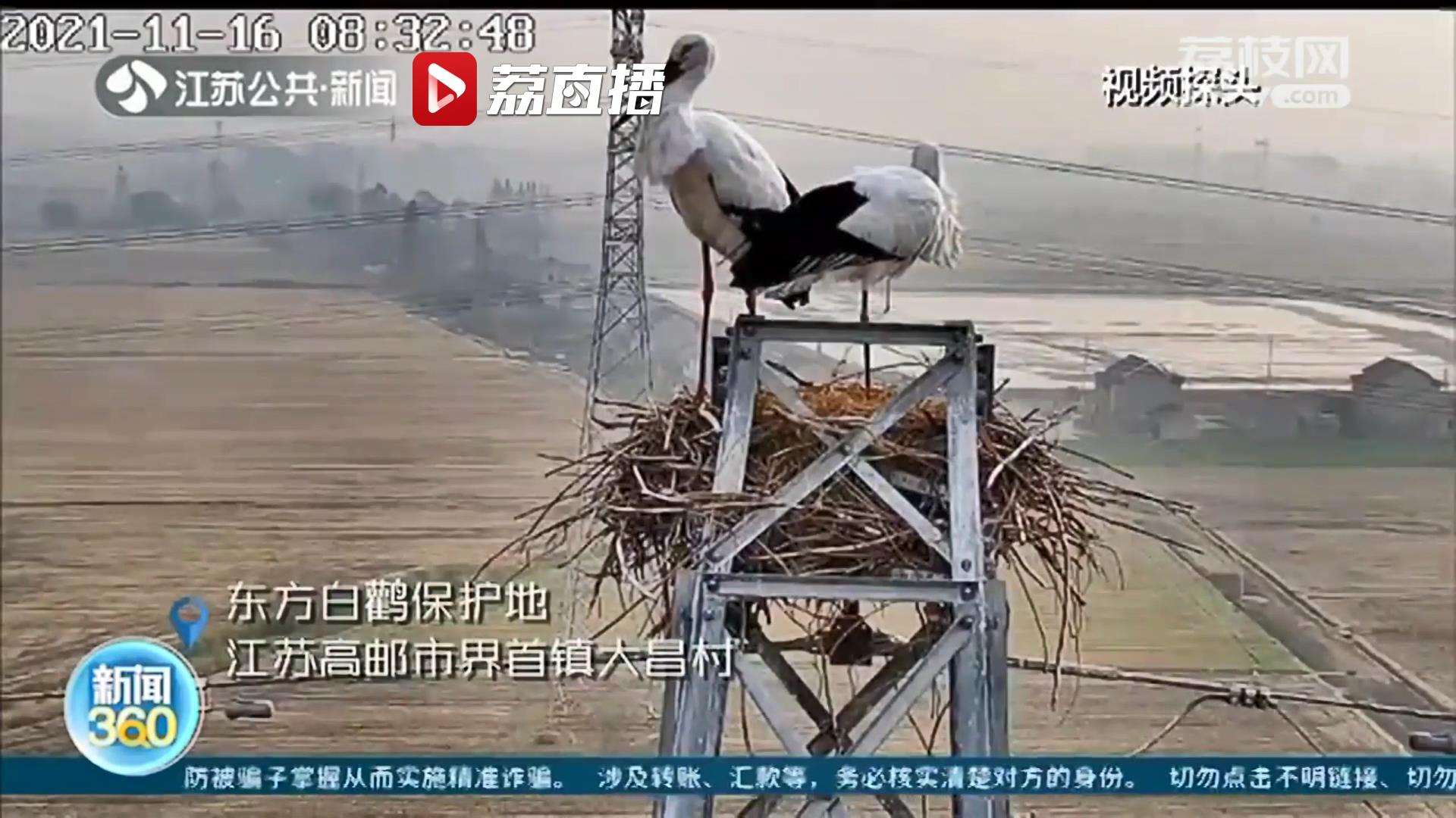24小时直播东方白鹳！动物保护部门和供电公司共建视频 用于研究和保护