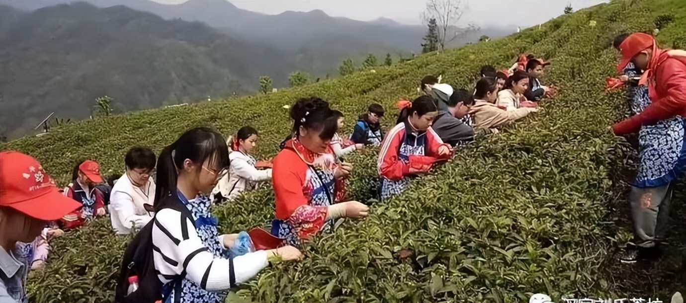 汉家刘氏：认领一亩高山有机茶园，喝上自家天然有机好茶