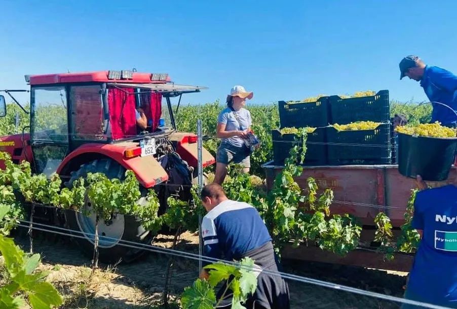 俄乌决战？全球葡萄酒市场遭受重击