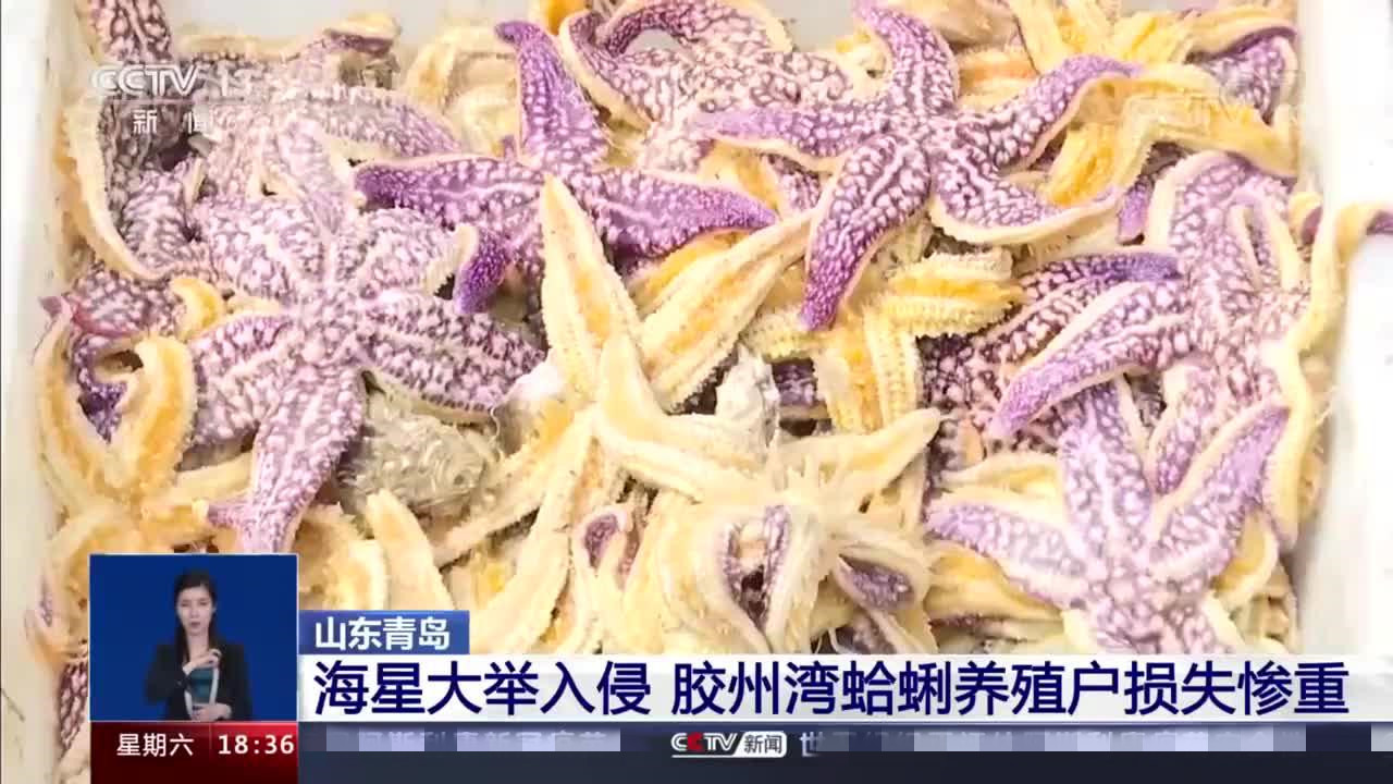 海底蝗虫 再次来袭 专吃鲍鱼和蛤蜊 这么多怎么办 能吃完吗 天天看点