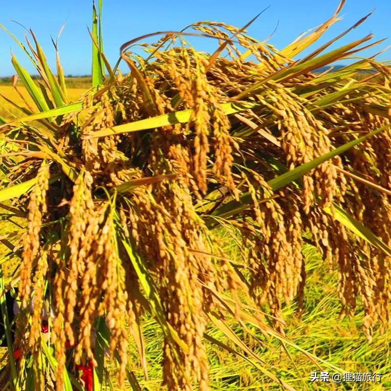 黑龙江省五常市是著名的水稻产区,这里有全省最高的大秃顶子山