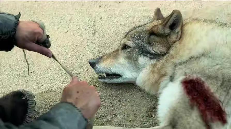 新疆3岁男孩被狼咬掉半张脸,后靠米糊存活13年,26岁娶漂亮妻子