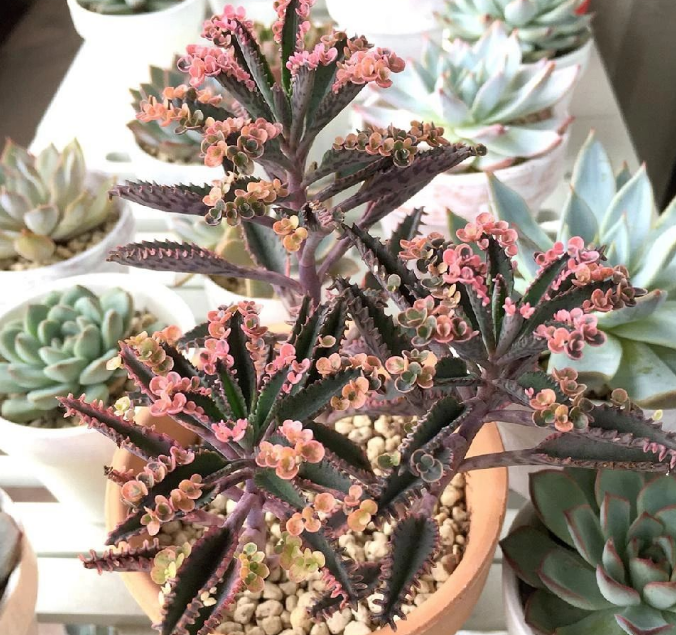 曾在花卉市場紅極一時的 不死鳥 多肉 為何如今少有人買 天天看點