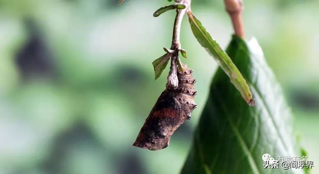 昆虫史话｜伪装大师：枯叶蛱蝶