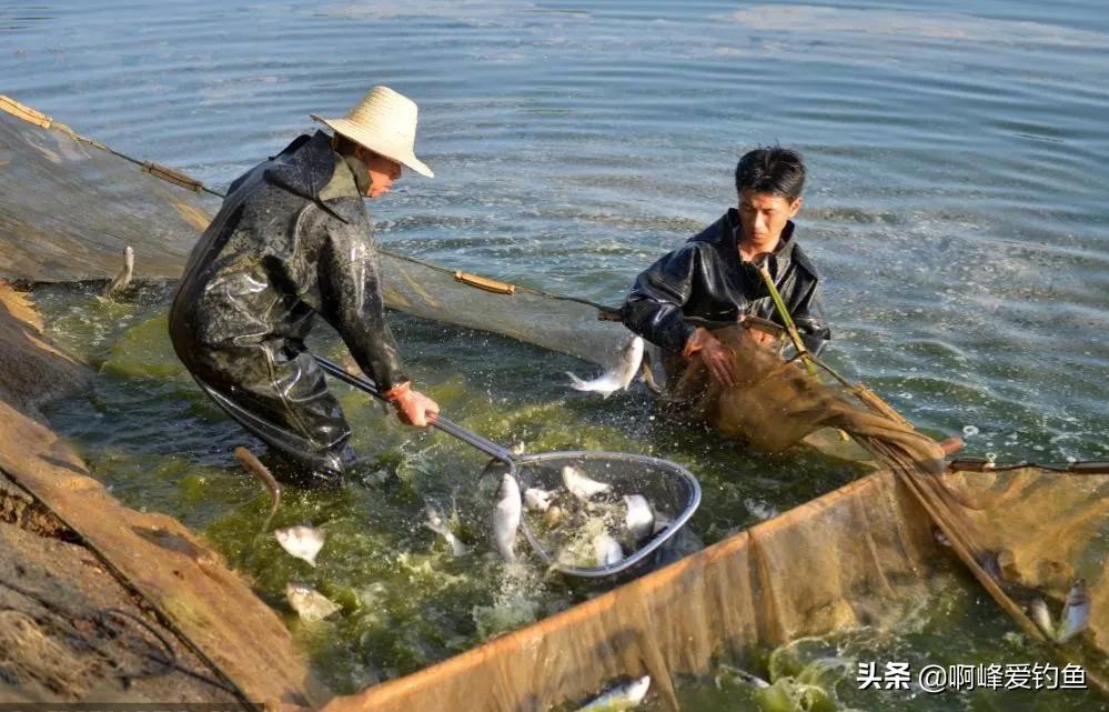 查干湖冬捕年年丰收，靠“洗澡鱼”凑数？别闹，我们需要这么做？