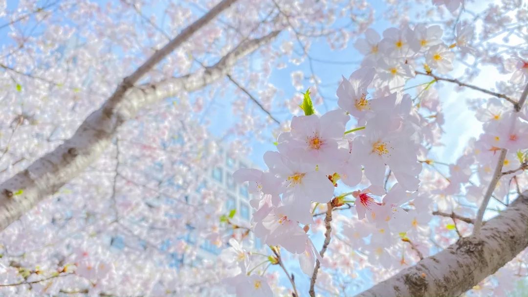 浙大樱雨，许你浪漫春光！每一张都可以做壁纸