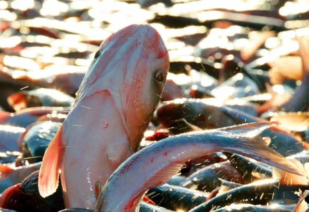 查干湖头鱼卖出299.9999万高价，头鱼是啥？一口气了解