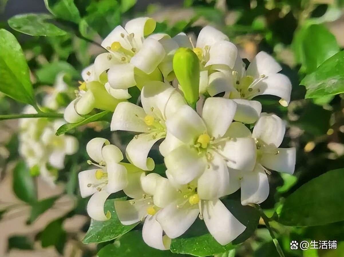 九里香花卉(九里香花卉有毒吗)