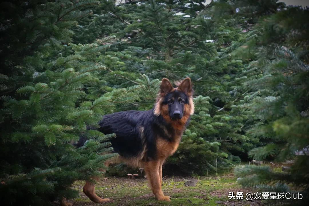 百科 | 德国牧羊犬,会用生命来保家卫国的硬汉萌犬