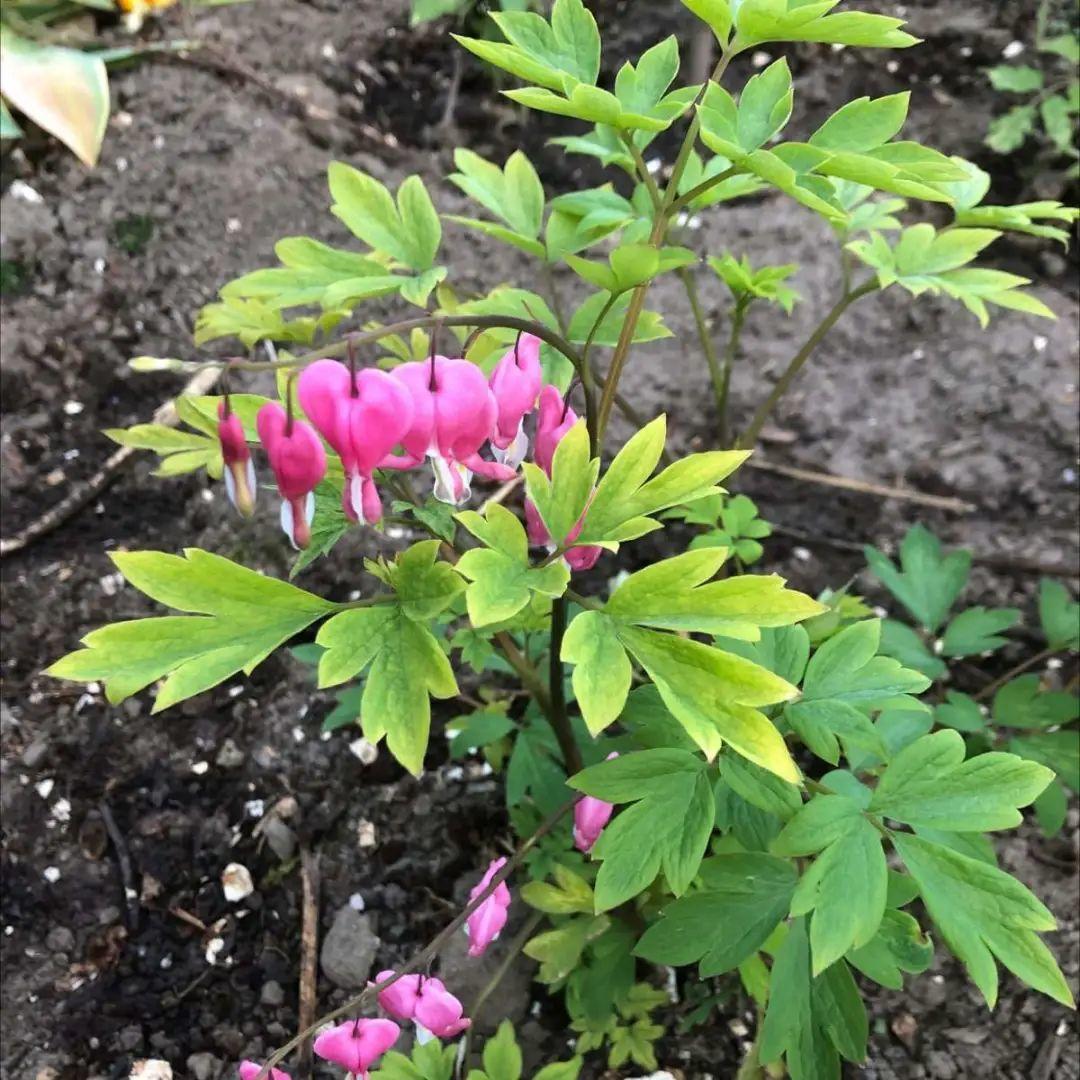 象征老人长寿的花（寓意老人健康长寿的花）