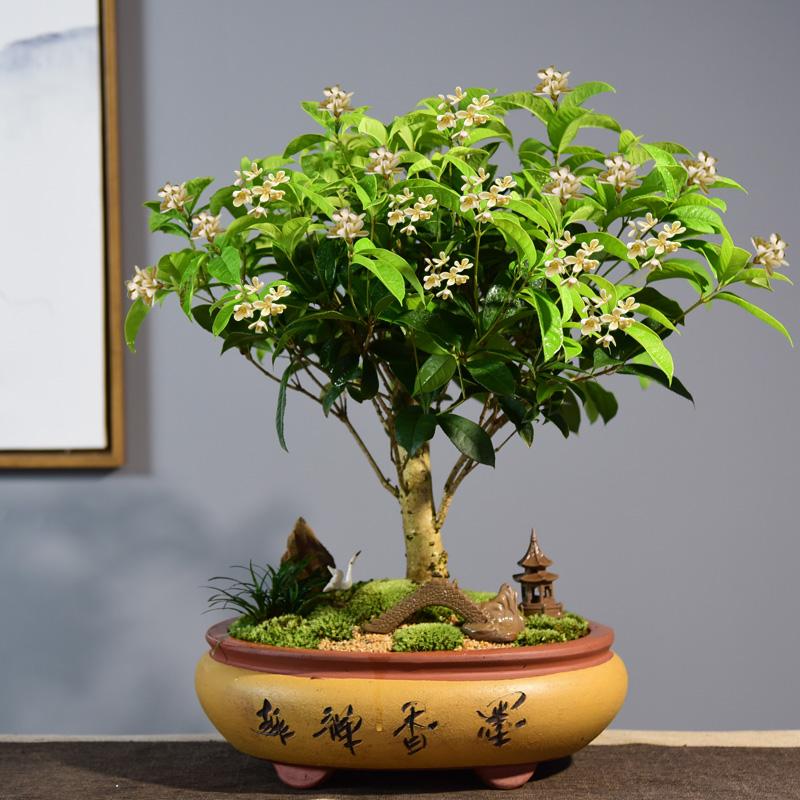 门前桂花树 改造成高价 盆景 自己制作 这些情况你要知道 天天看点