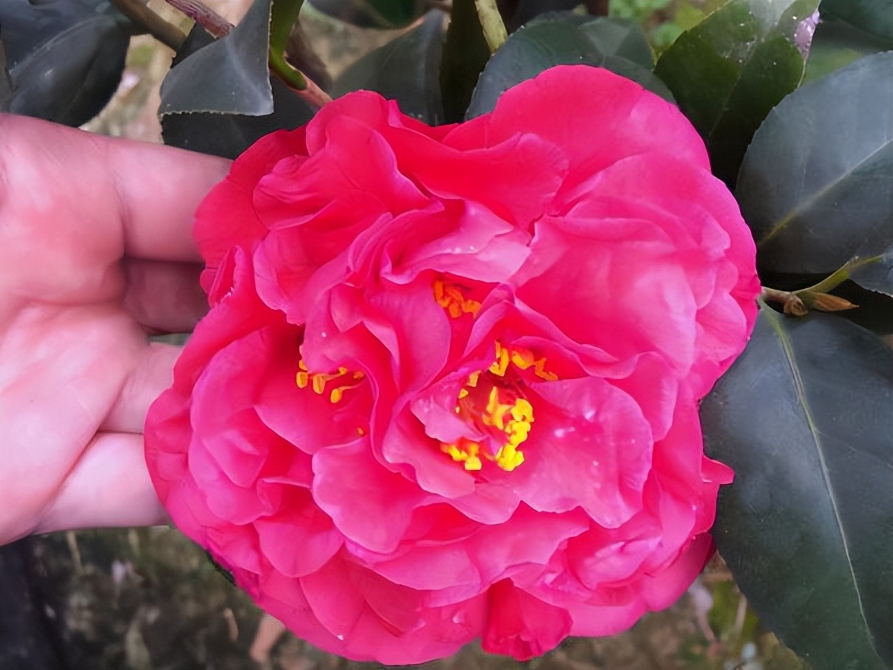 美国加州 红茶花之王 成功引入中国 花色妖艳 深得国人喜爱 天天看点