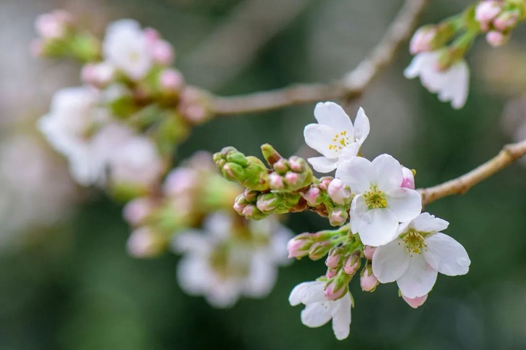 诗词里的“小桥流水”，古道旁，野花香，邂逅好时光