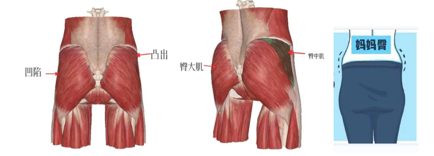 回答這個問題之前,我們先來看看什麼情況下需要進行骨盆修復.