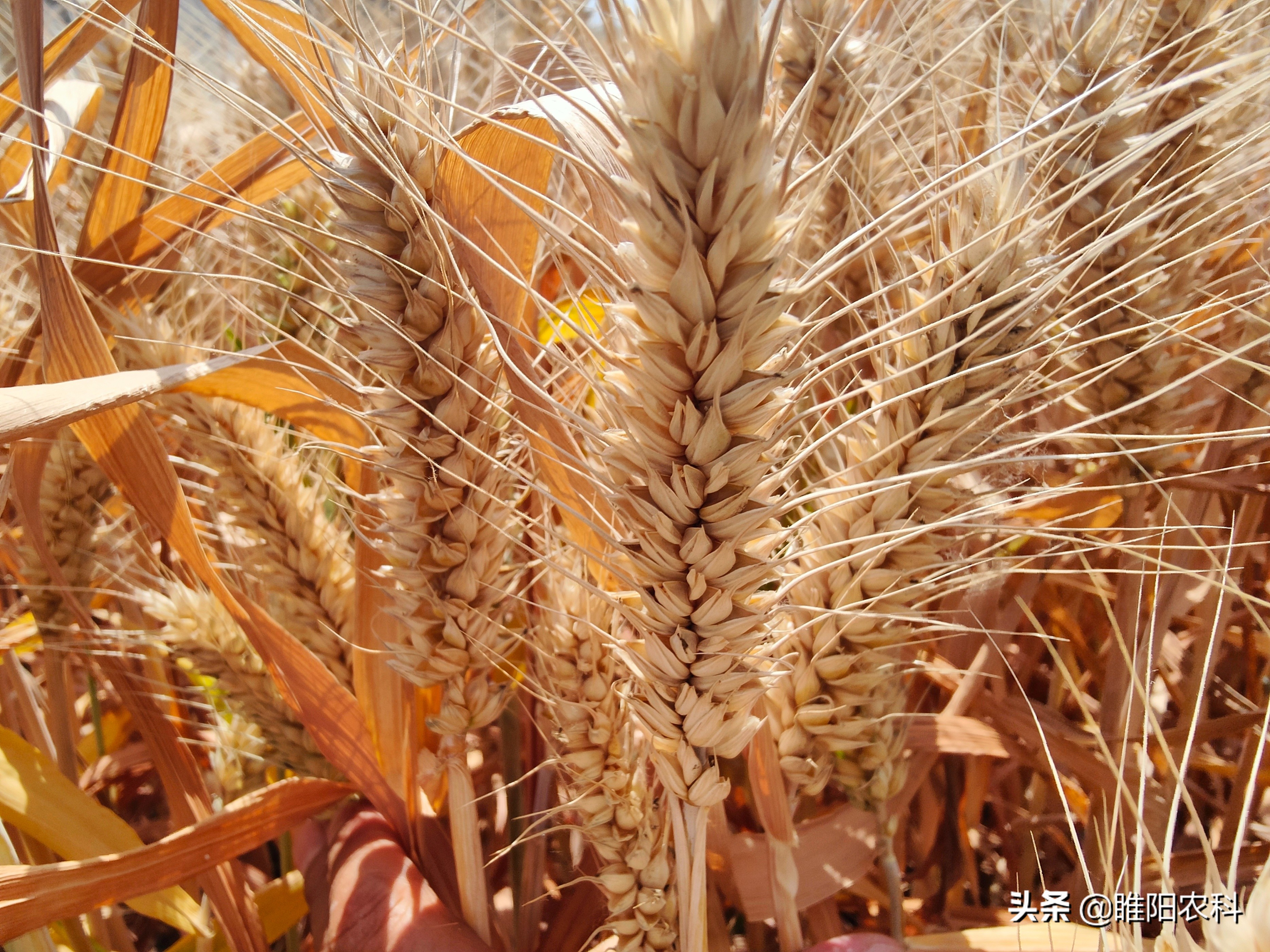 小麦(2022年测产验收结果公布)