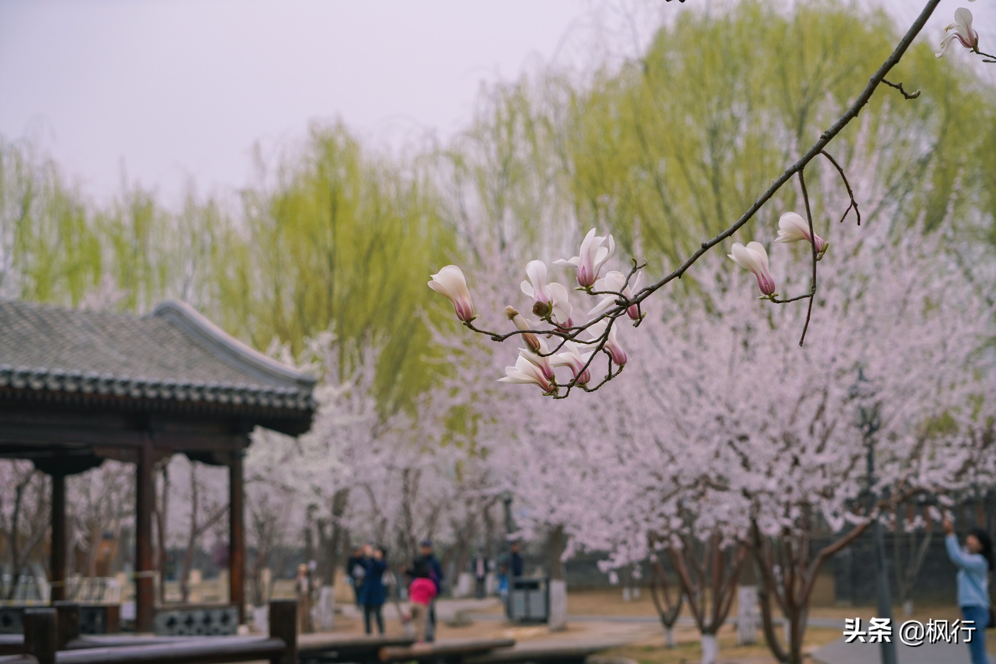 一夜之間，北京前門這個小公園，因為絕美桃花出瞭名；附拍攝攻略