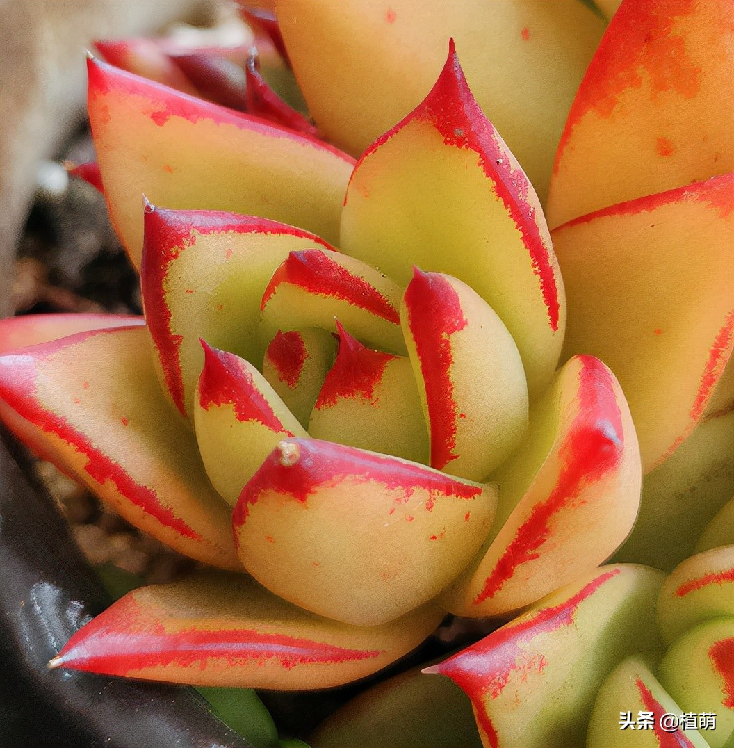 口红多肉(在上海,养了3年的口红,植株一年比一年大,今年的颜色特别