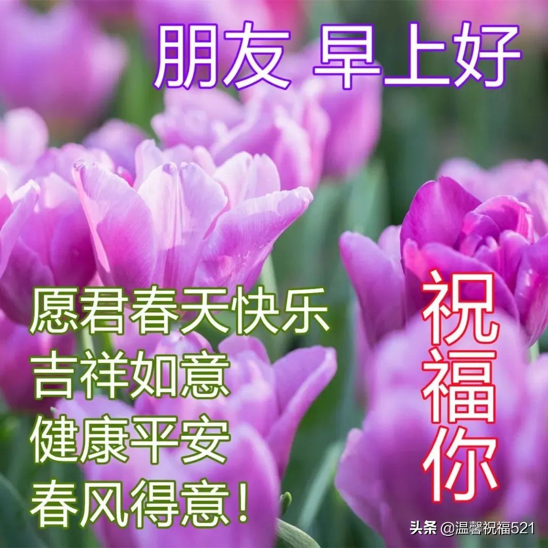 适合微信朋友圈的早安温馨问候语短句 春日早安问候语鲜花图片带字