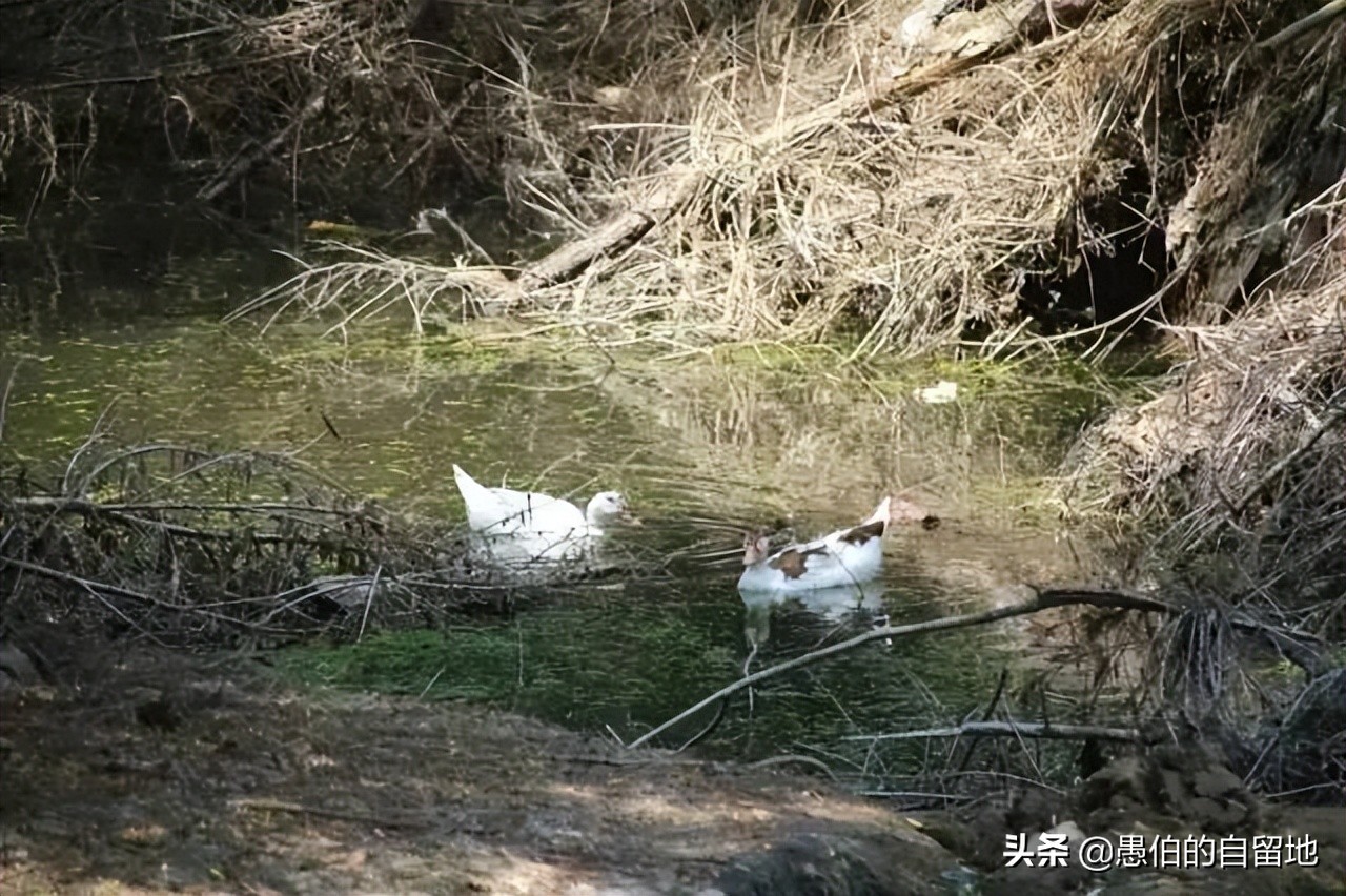 五月，实拍苏北丰县首羡镇的“鬼庄”