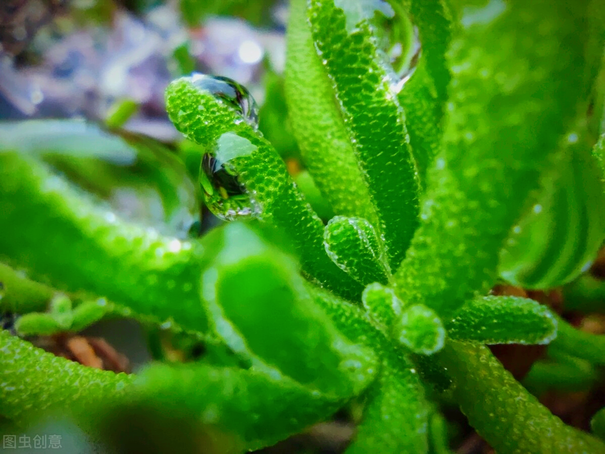 一花一爱一深情，一念花相思，一念花相爱，爱恋情思魂牵梦一生