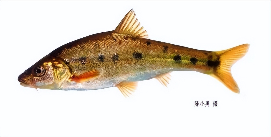 云南土著鱼类,吃过三种算你狠