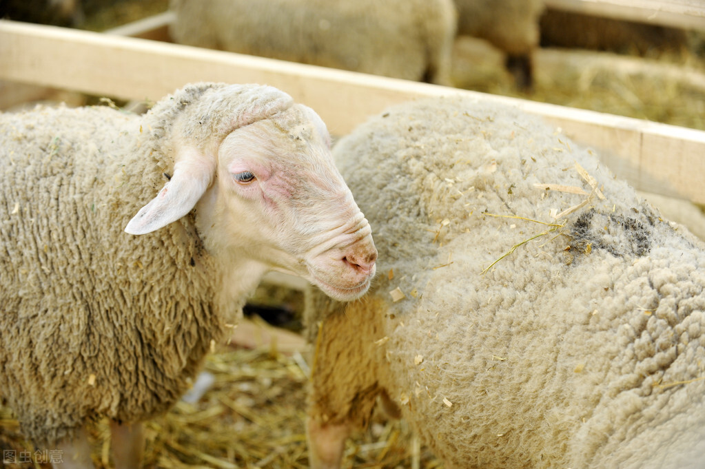 羊痘病用什么药治疗(羊身上长痘有效的治疗方法)