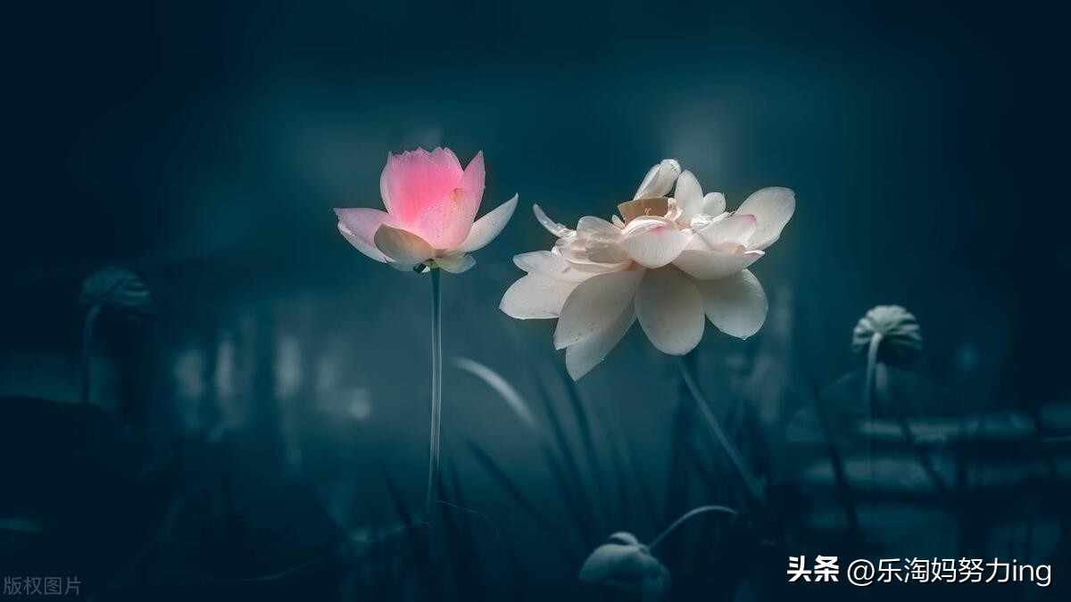 世间皆苦，唯有自渡