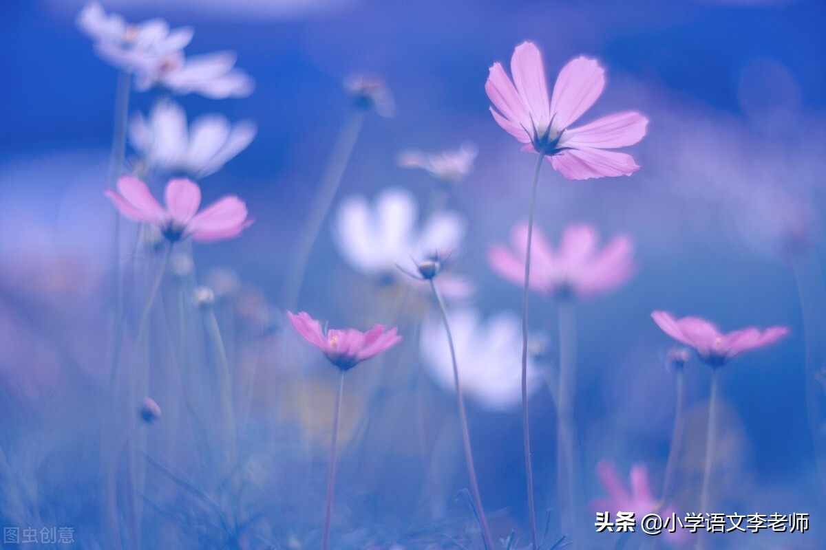 晴空万里，湛蓝如洗，朵朵白云悠悠飘荡。