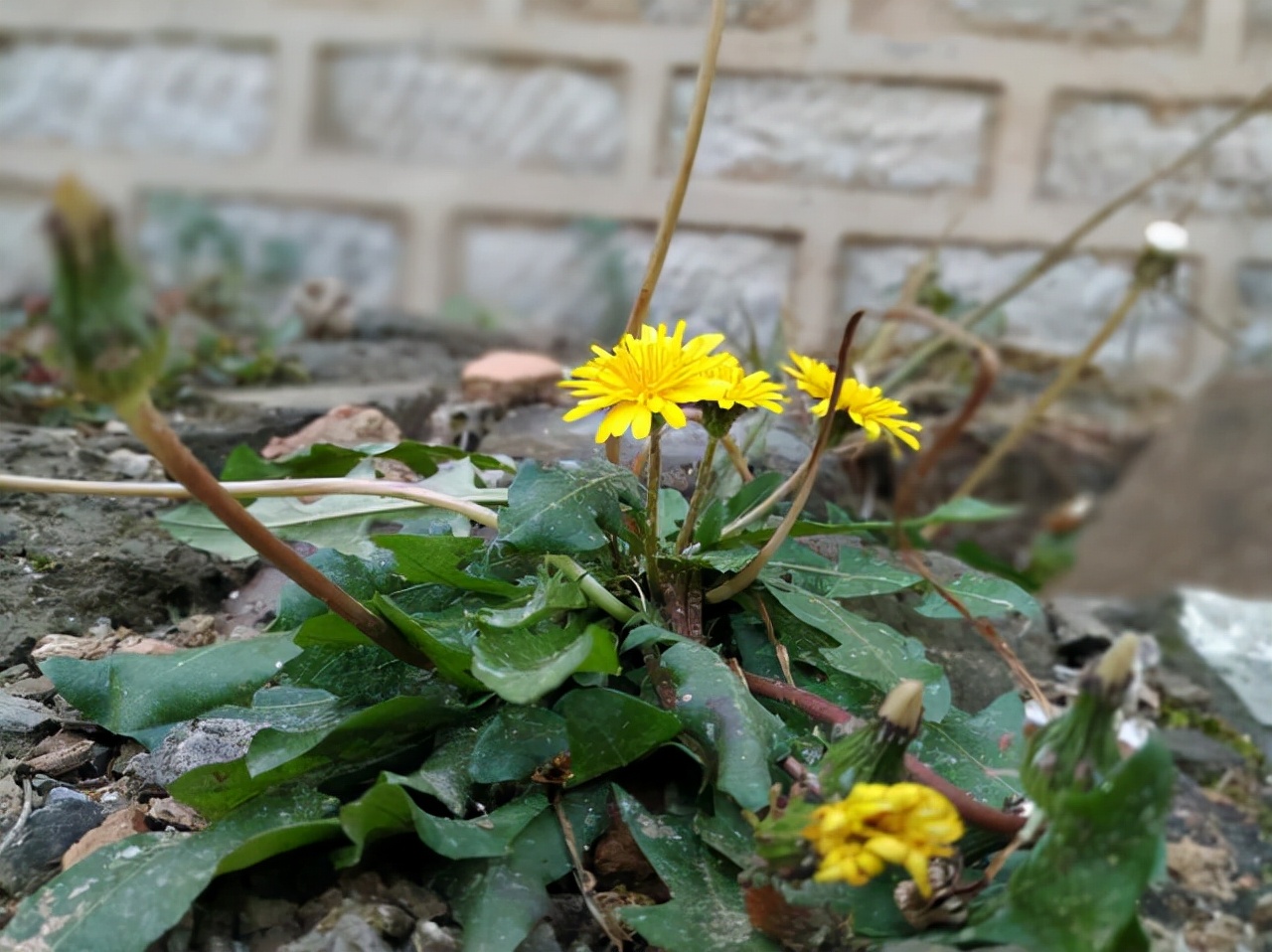 蒲公英能消除98%结节痘痘？真相揭秘