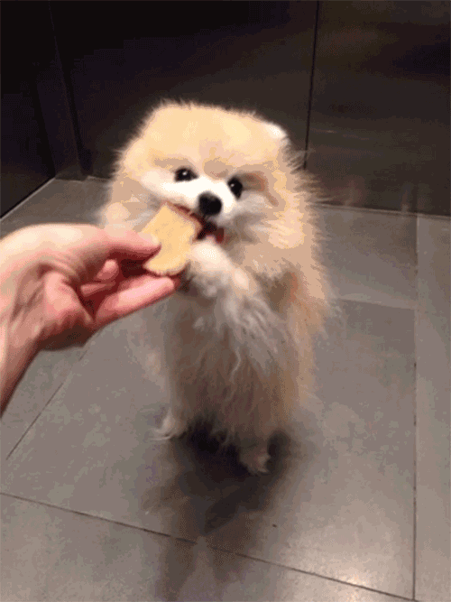 博美犬肚子里有虫的症状  驱虫应该多长时间一次
