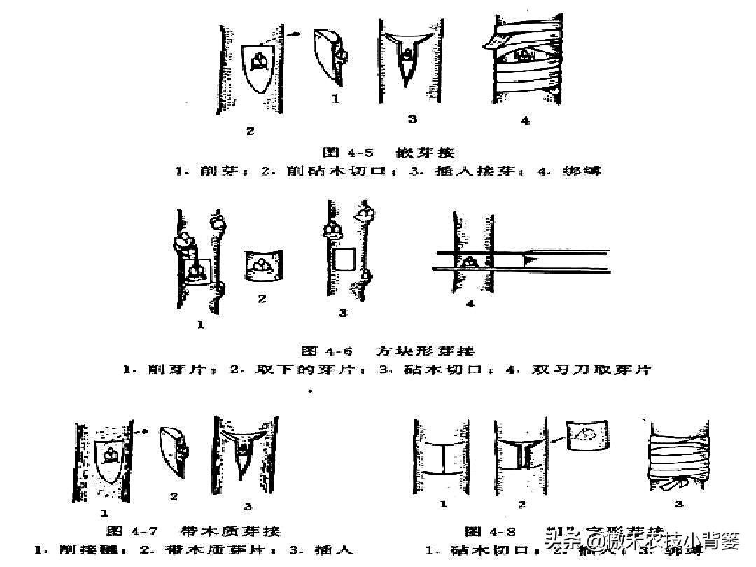 嫁接树的最佳时间是几月份（果树最细嫁接方法分享教学）