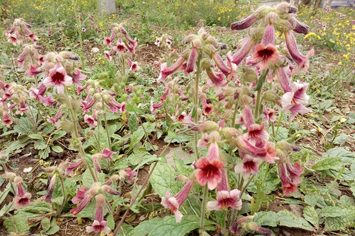 药材涨价，西红花、栀子、菊花地黄都涨了，农民为何说没赚钱？