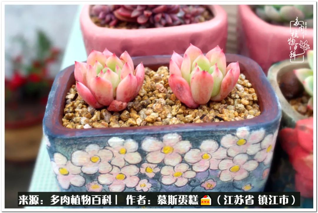 目光所及皆是多肉 心之所往皆是晴天 天天看点