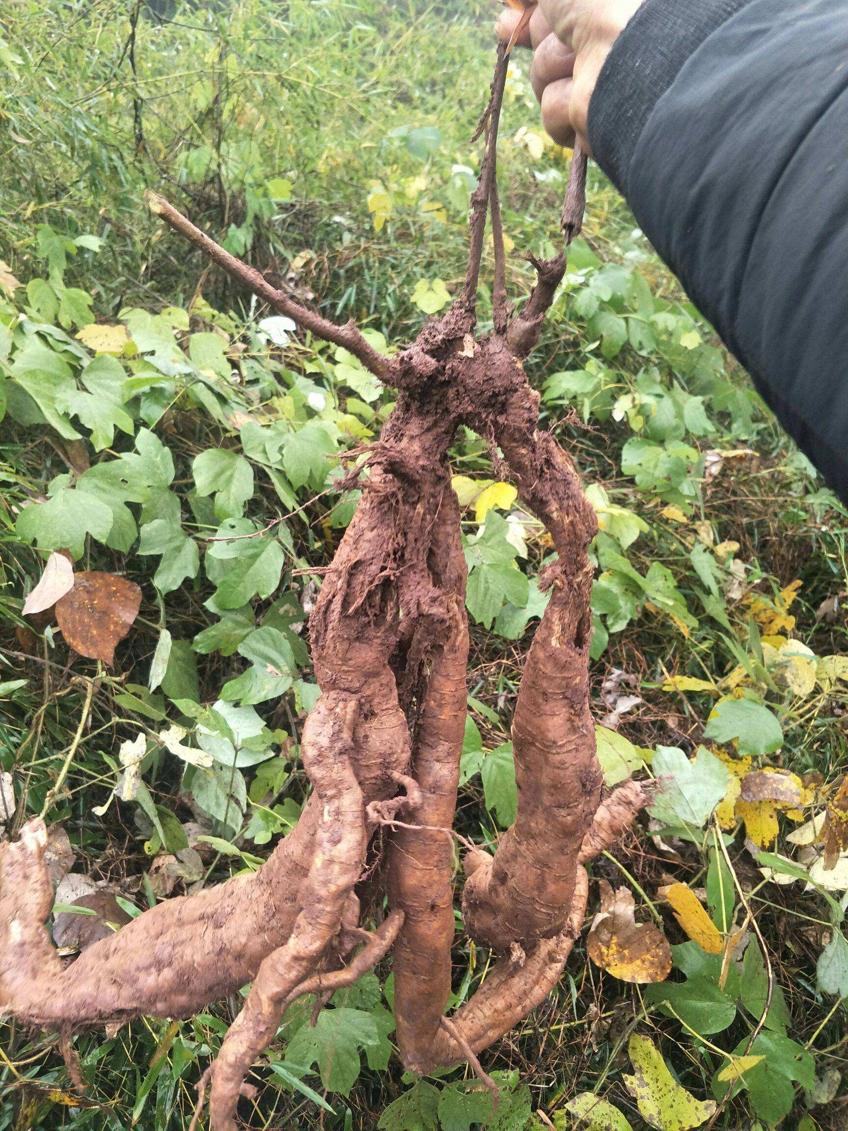 "千年人参"葛根在美国泛滥成灾,在我国是至宝,在美国却是恶魔