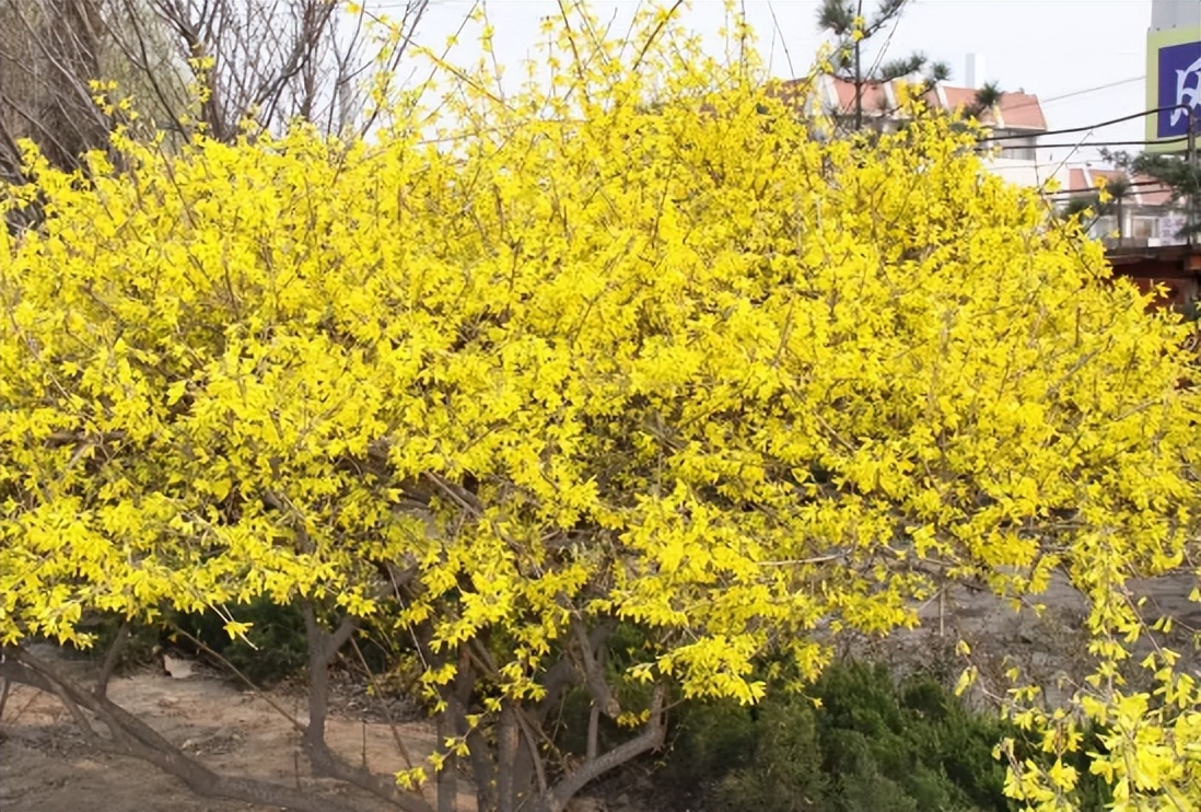 它叫"连翘",常被误认成迎春花,若遇到别不识货,价值高请重视