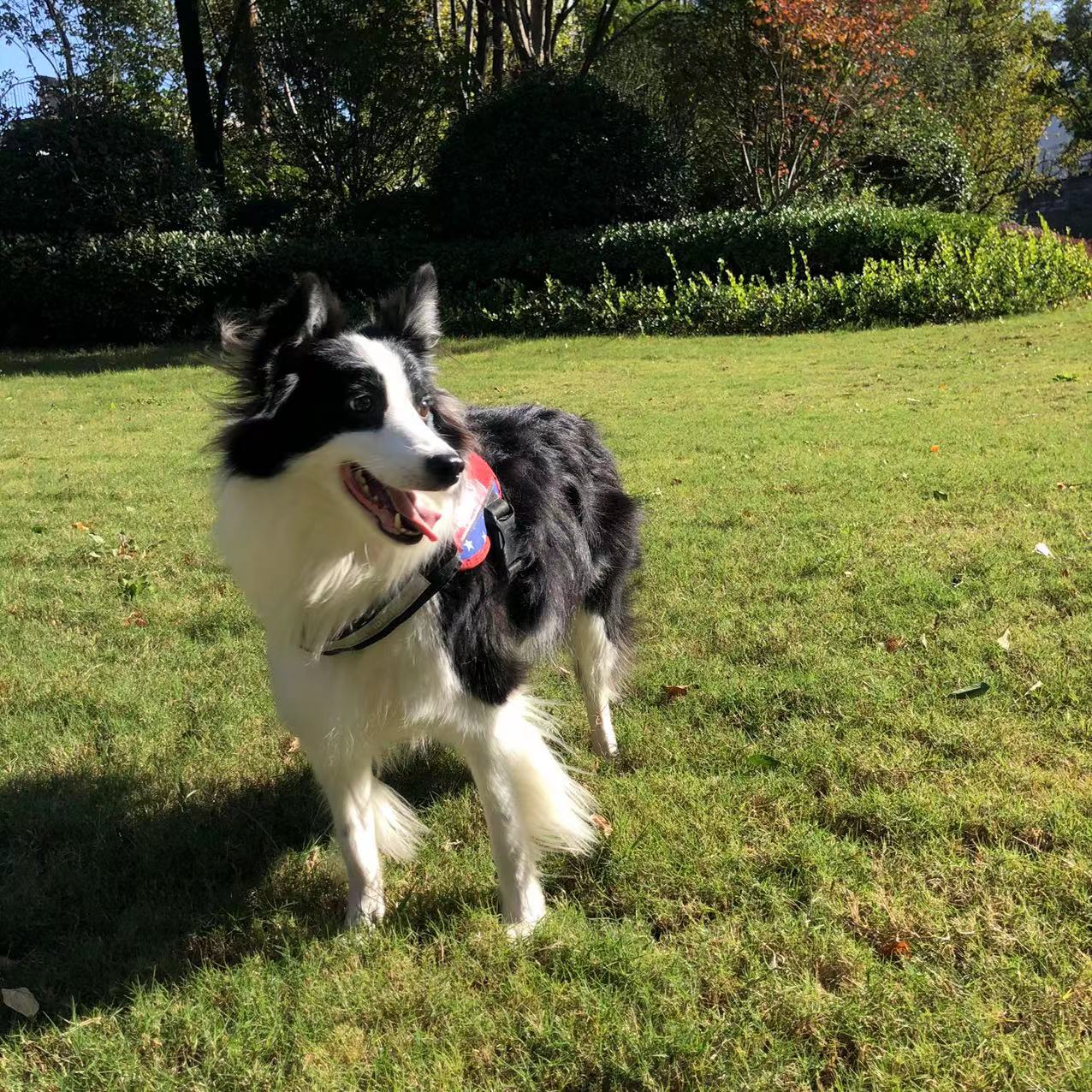 法律转艺术，半年我拿了伦艺4张offer