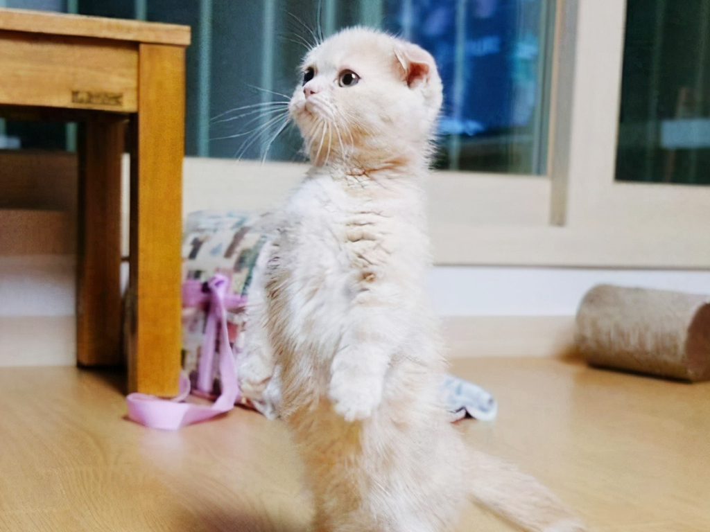 曼康基尼矮脚猫图片