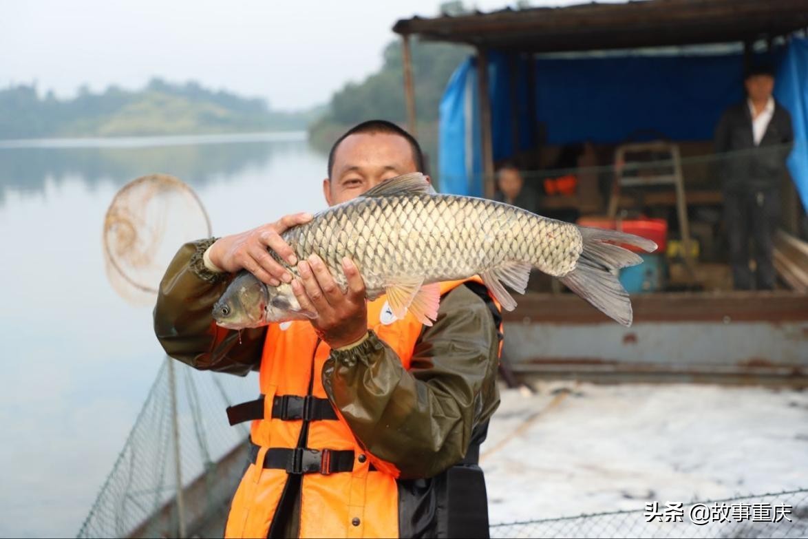 渝湖牌水库渔产业带动乡村振兴 实现年年有“渔”的致富路
