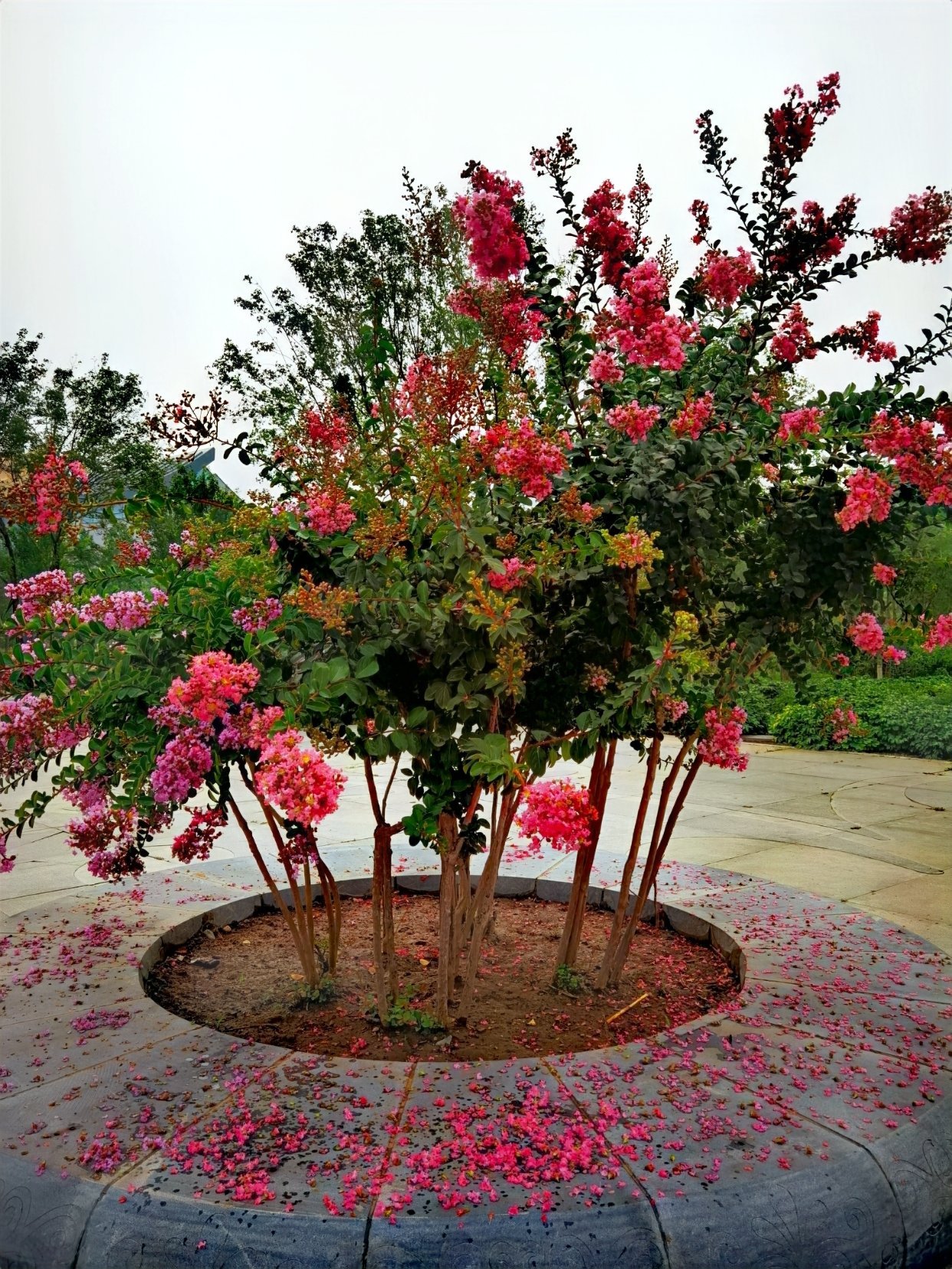 玉兰花的寓意和象征风水(盘点7种巨好看的富贵花)